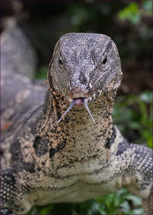 comp_2Waran4-lumi.jpg