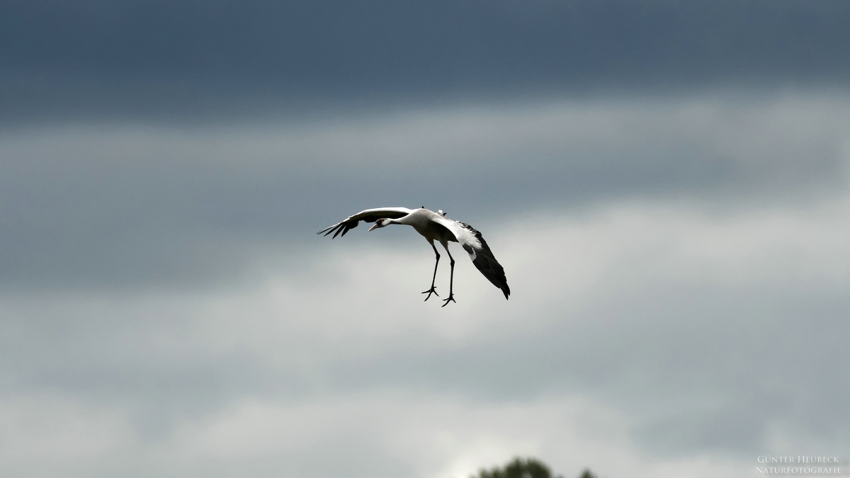 comp_500_7555_DxO.jpg