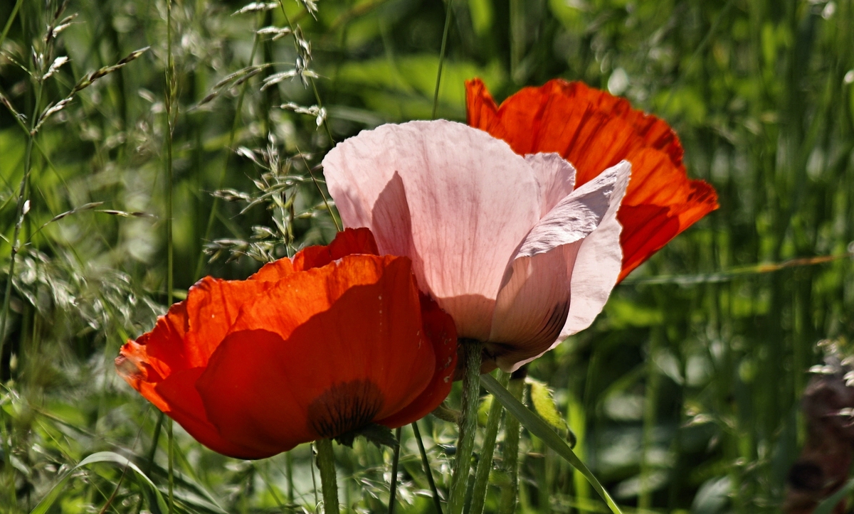comp__IMG7970.jpg