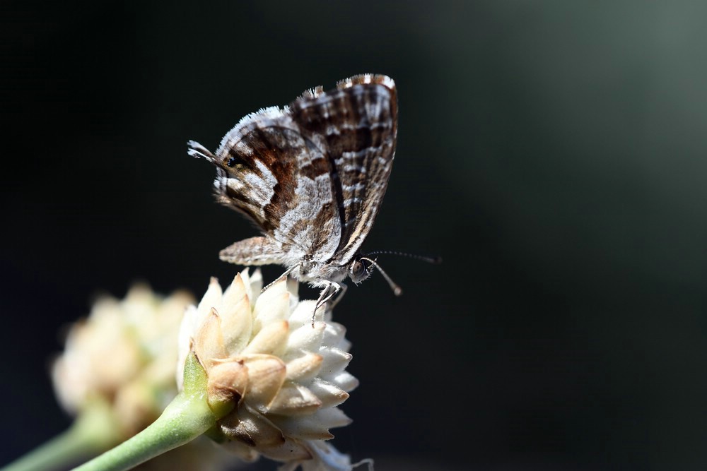 comp_comp_DSC_1790.jpg