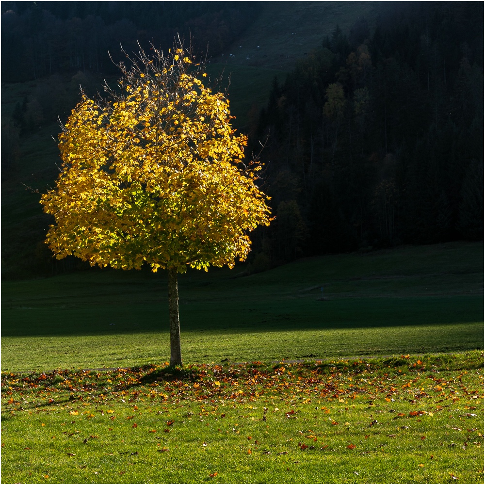 comp_D50_9736.jpg