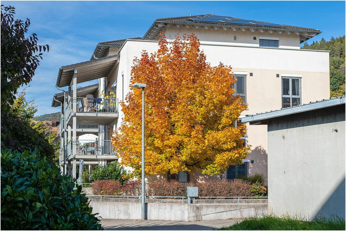 comp_D85_0230-NEF_DxO_DeepPRIME Kopie.jpg