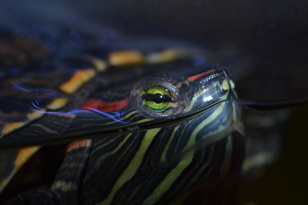 comp_DSC_0274.jpg