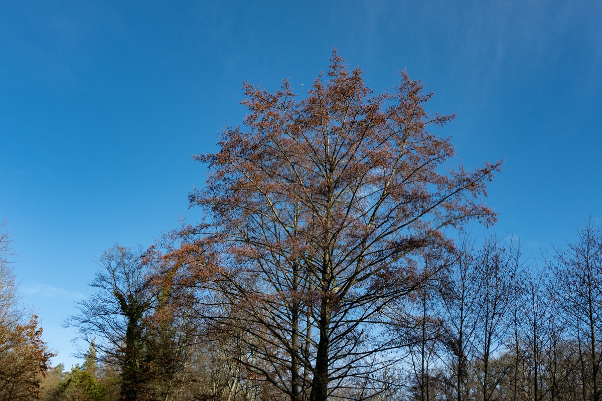comp_DSC_0829.jpg