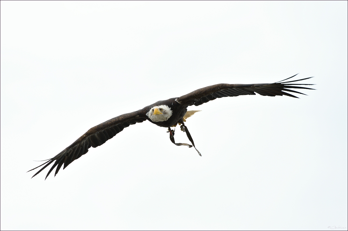 comp_DSC_17200 - Zingst.jpg