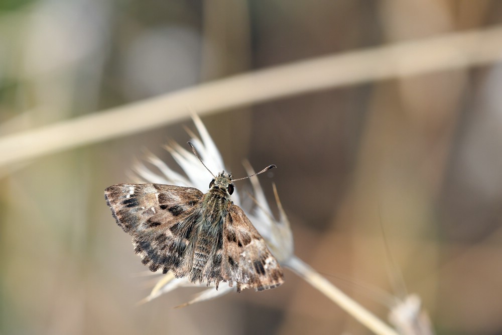 comp_DSC_1830.jpg