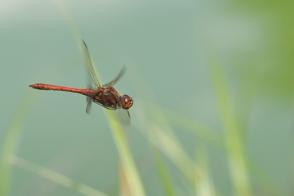 comp_DSC_1882.jpg