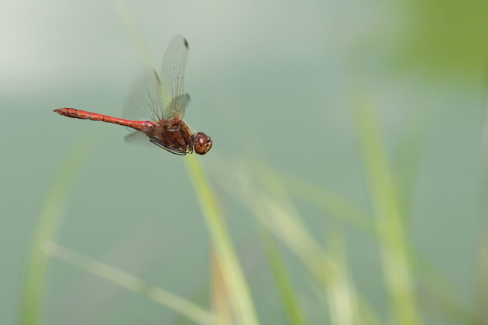 comp_DSC_1884.jpg