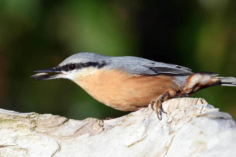 comp_DSC_2353.jpg