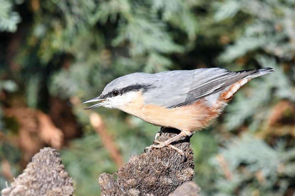 comp_DSC_2421.jpg