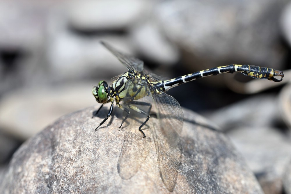 comp_DSC_4476.jpg