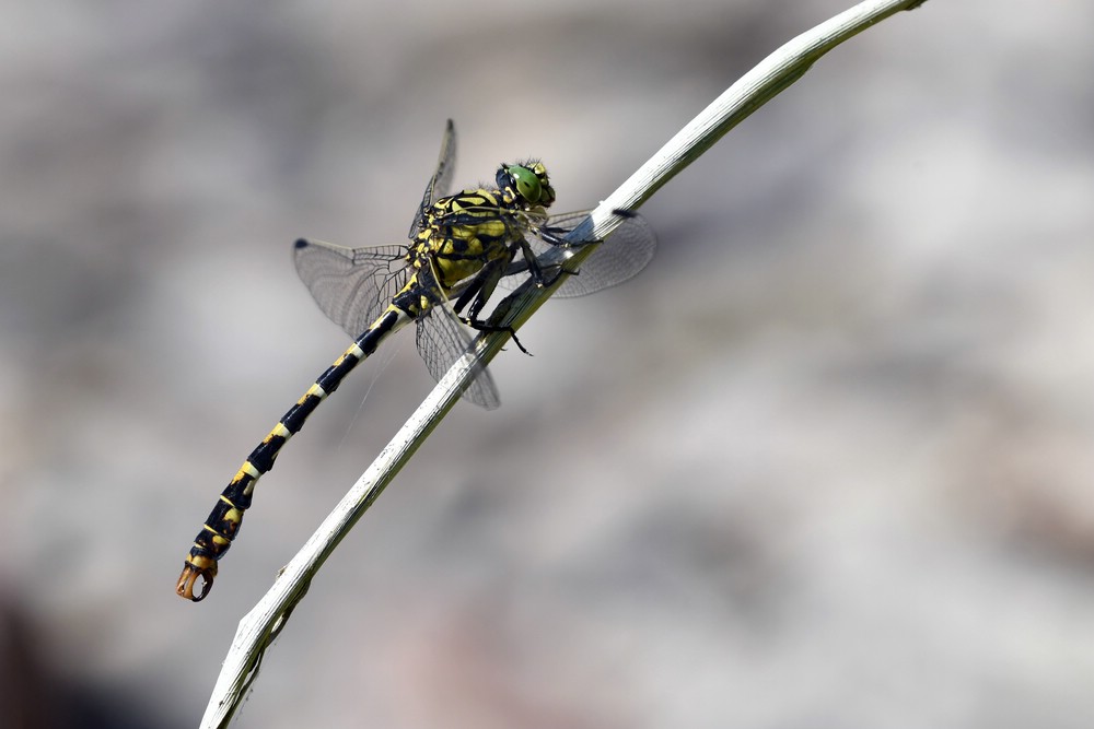 comp_DSC_4586.jpg