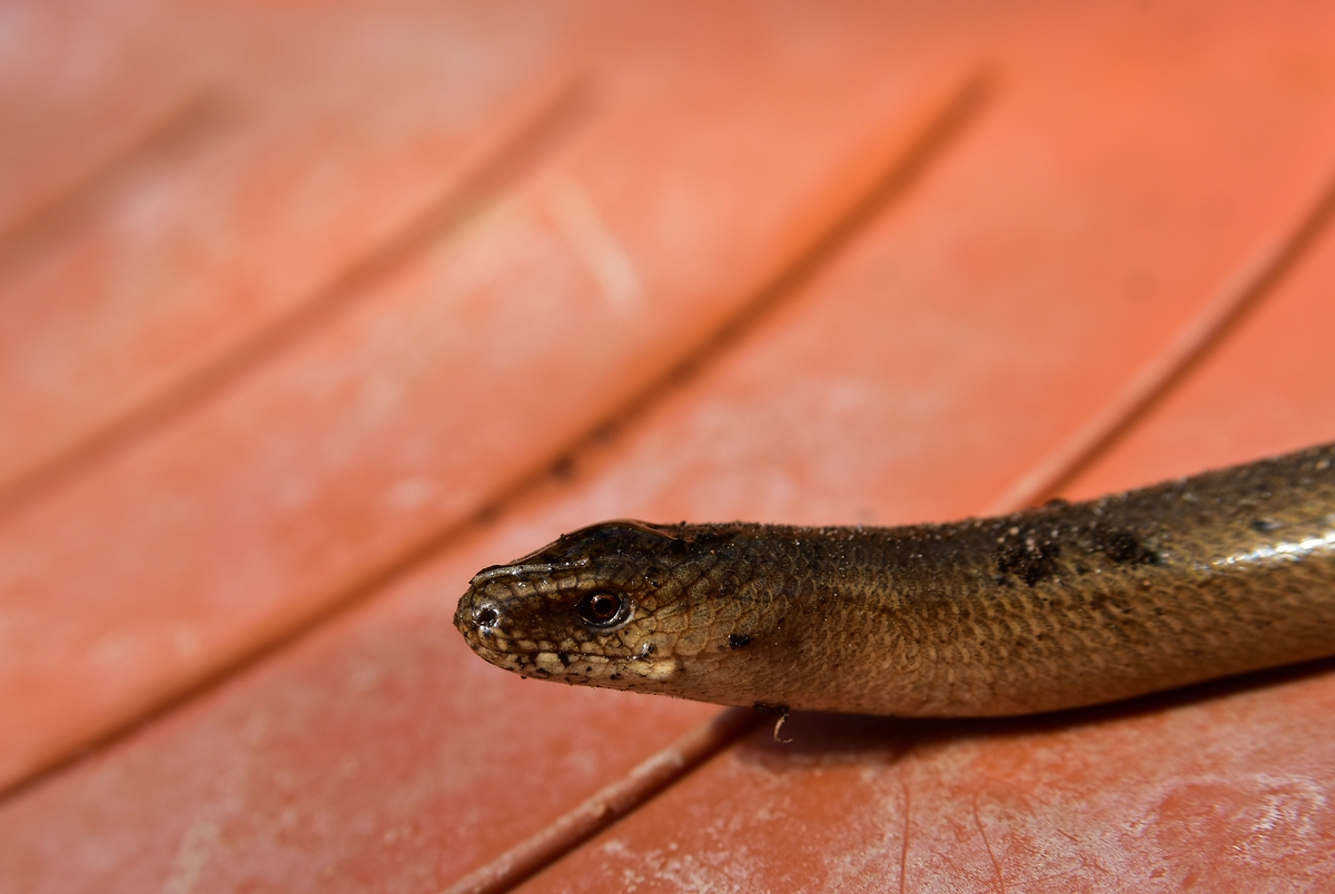comp_DSC_5449.jpg