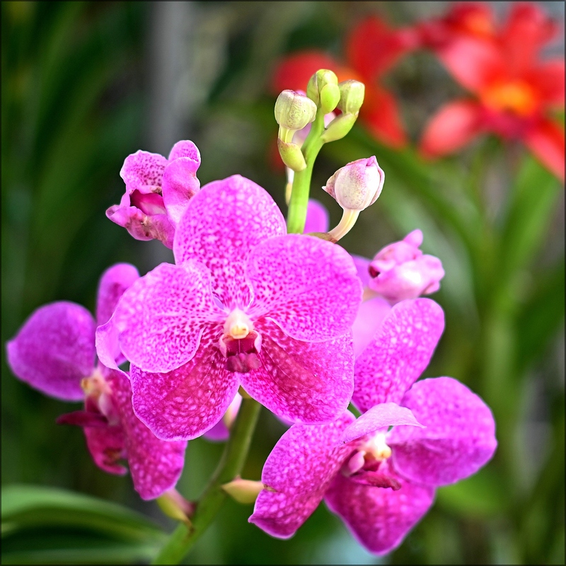 comp_Flower2.jpg