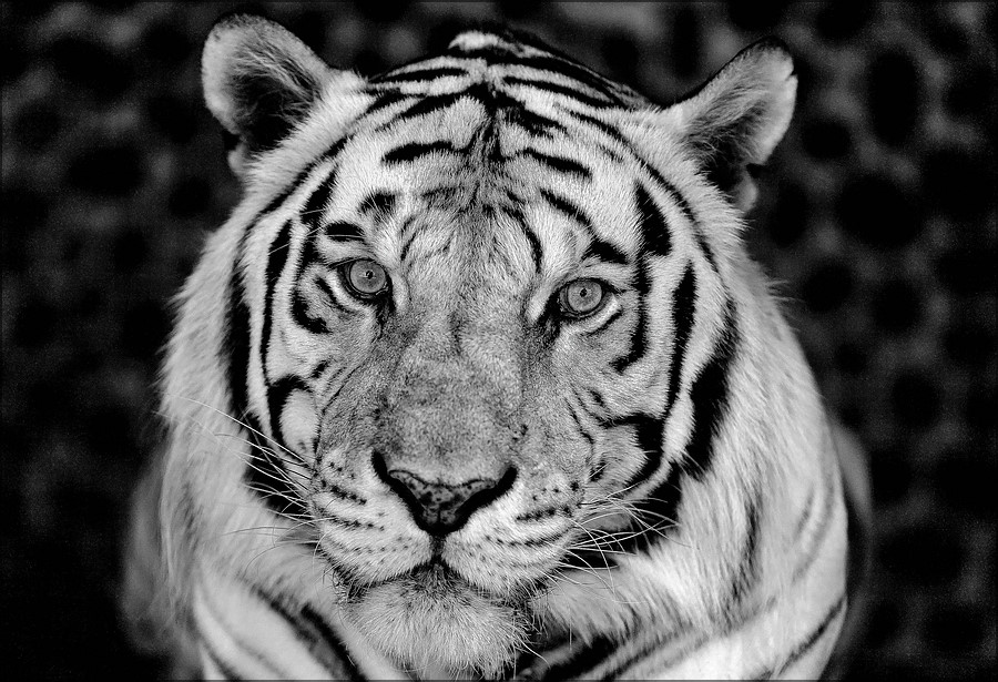 comp_tiger4SW.jpg