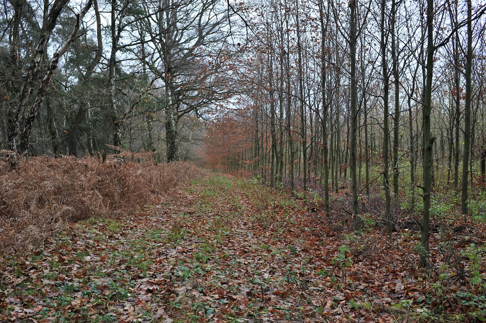 compDSC 3269
