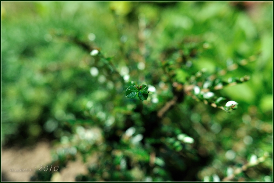 compDSC 4051x
