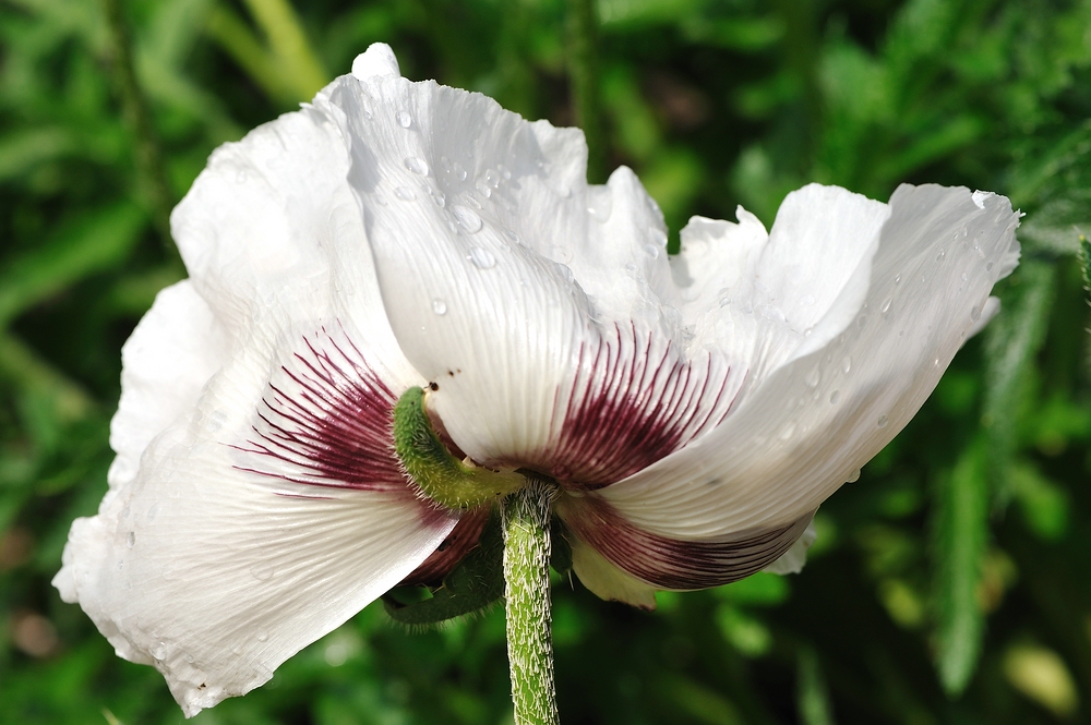 compMohn1
