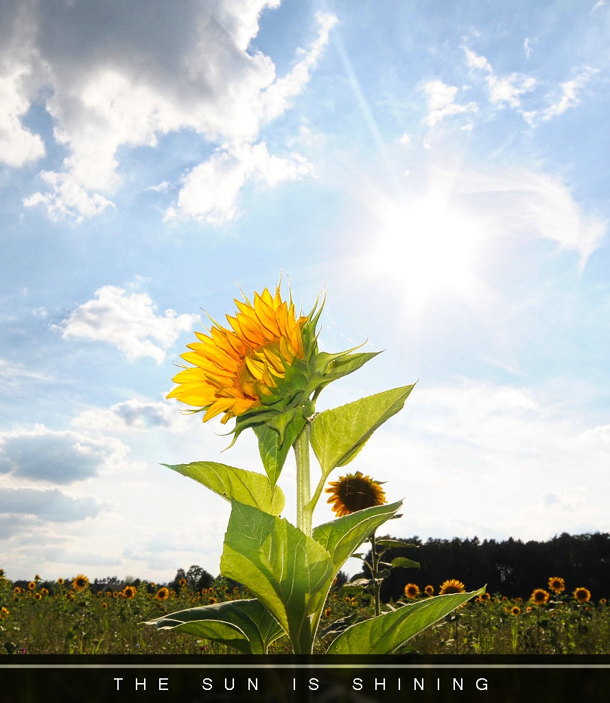 compneu2 sonnenblume4 lzn