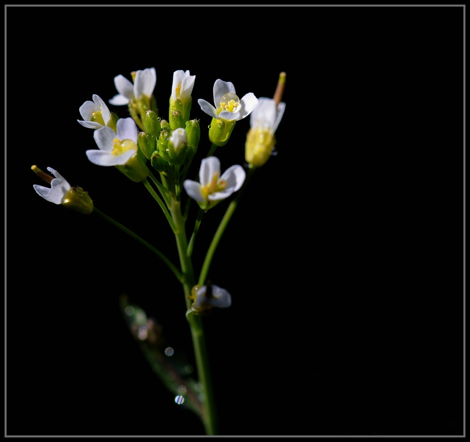 Compressed 0219