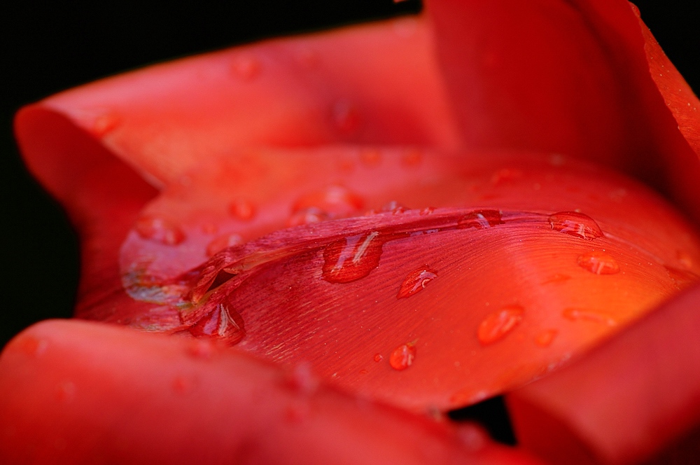Compressed 0265