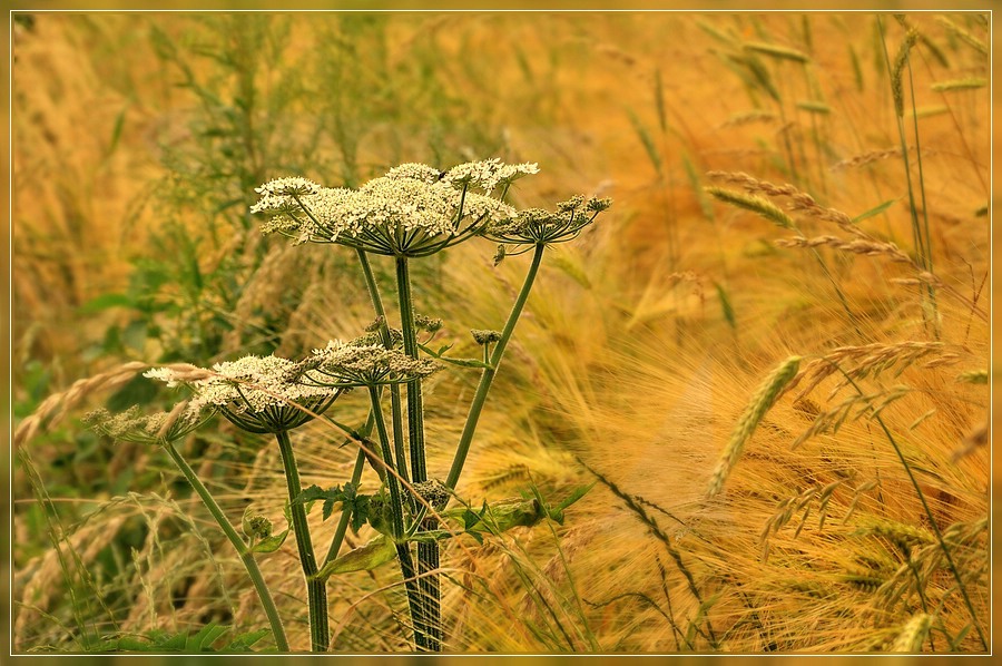 Compressed 0360