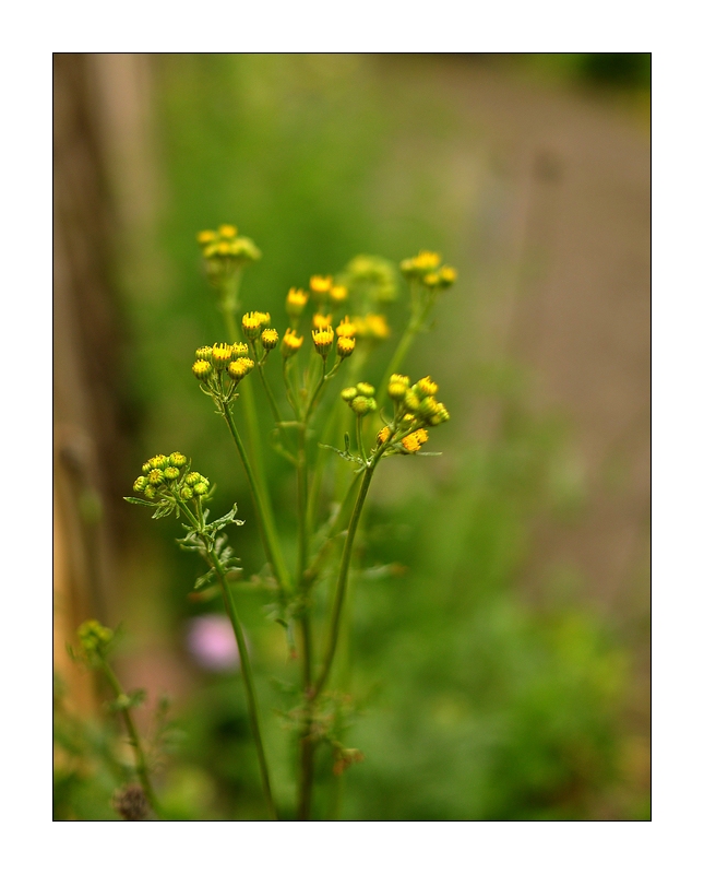 Compressed 0626 höhe 800