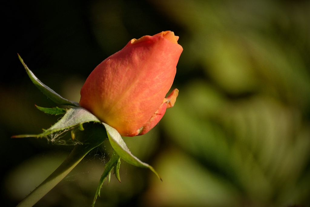 Compressed 0747