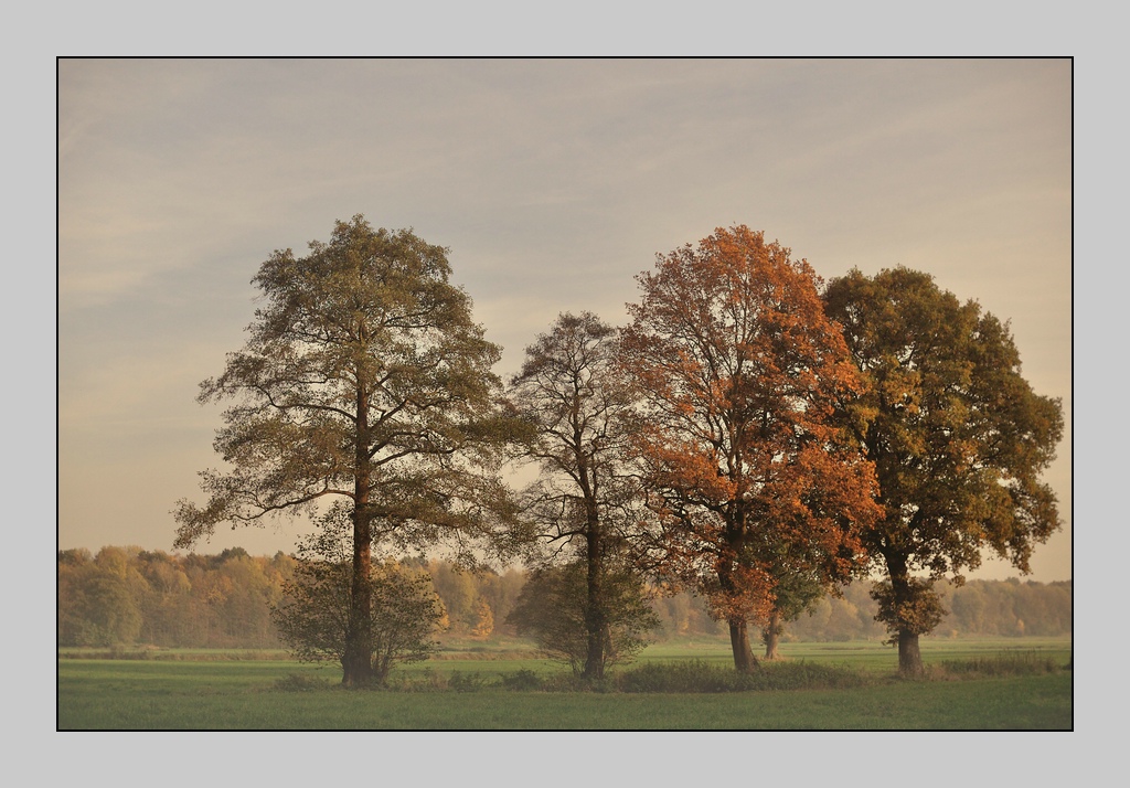 Compressed erster November