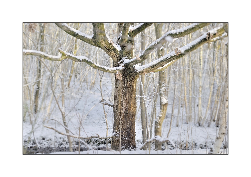 Compressed Winterlandschaft Baum