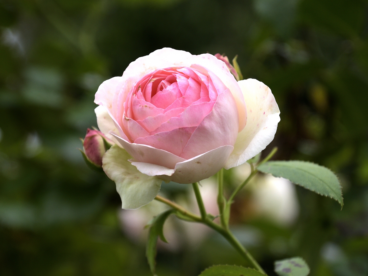 Compressed_0075.jpg