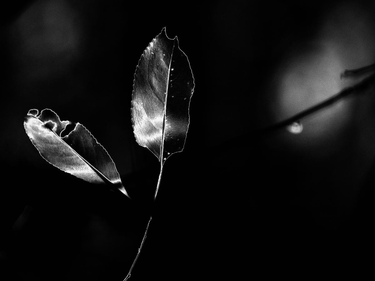 Compressed_0236.jpg