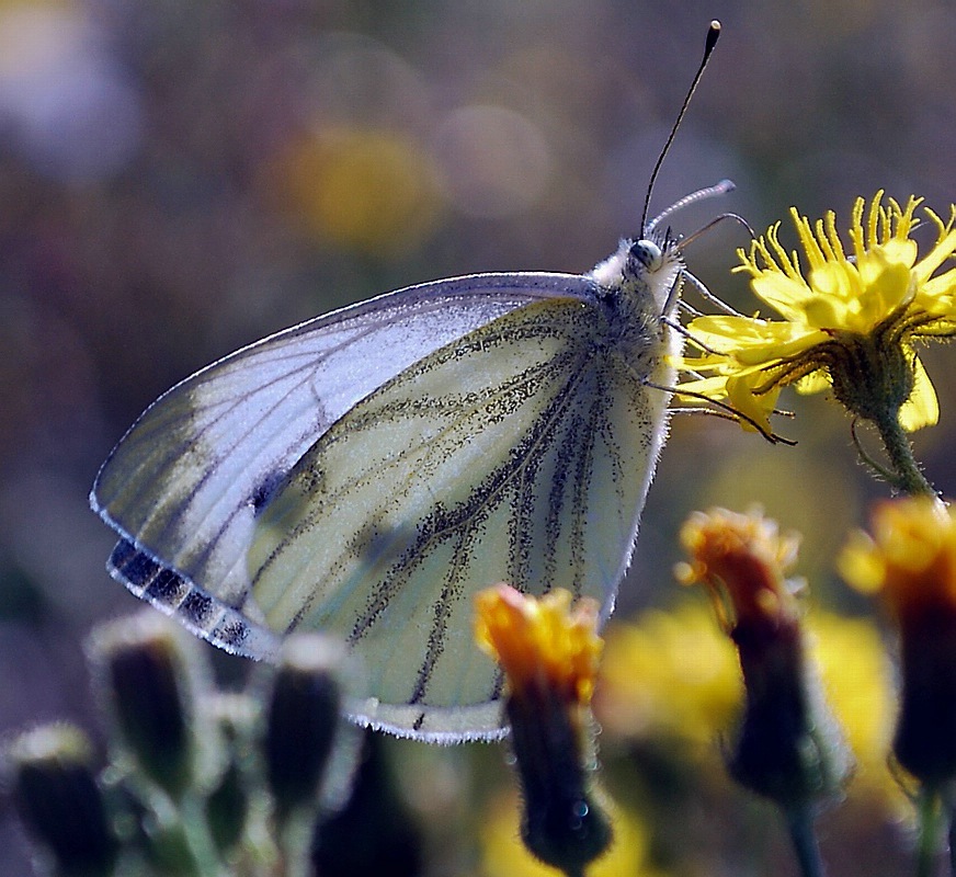 compsummerfly (1 von 1)