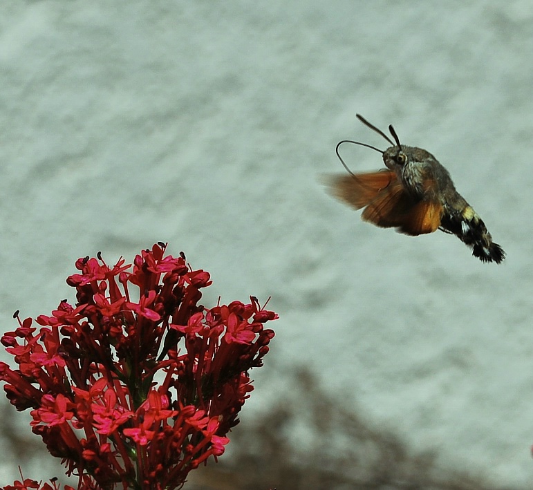 compsummerfly2 (1 von 1)