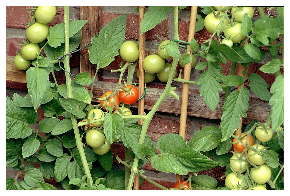compTomaten