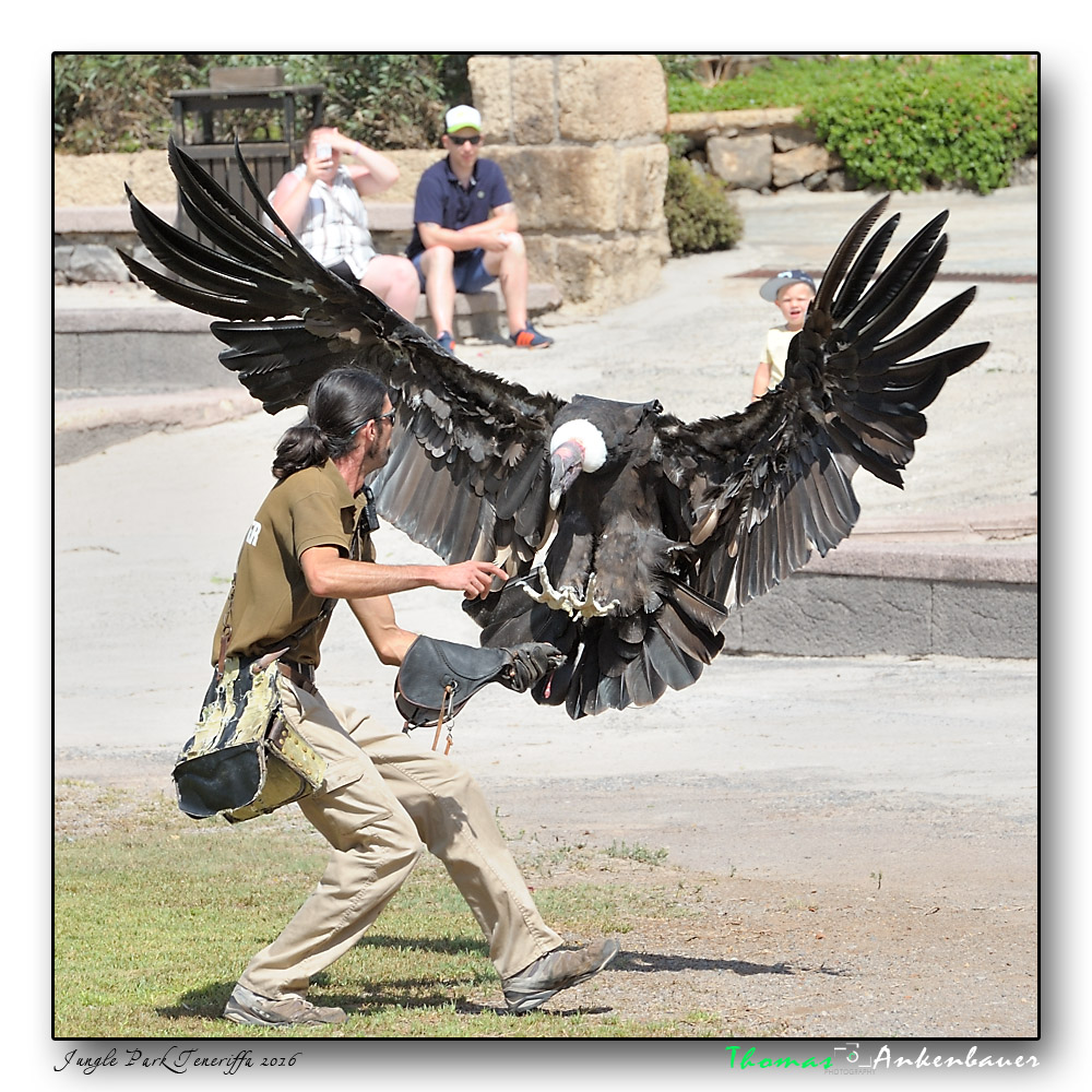 condor