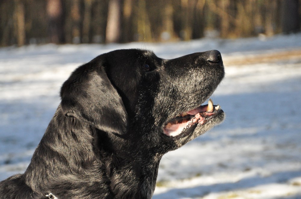 Cooper, 12 Jahre