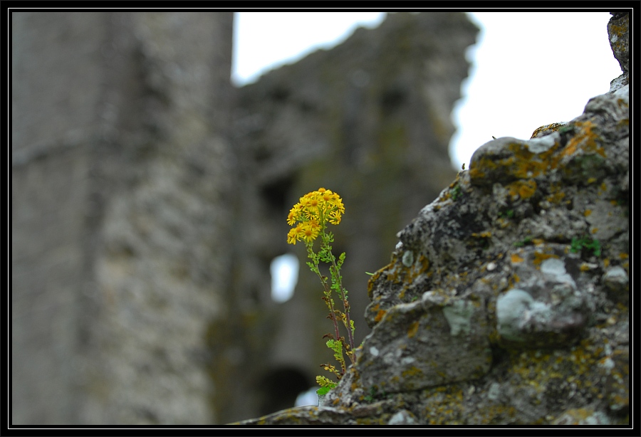 corfecastle 3