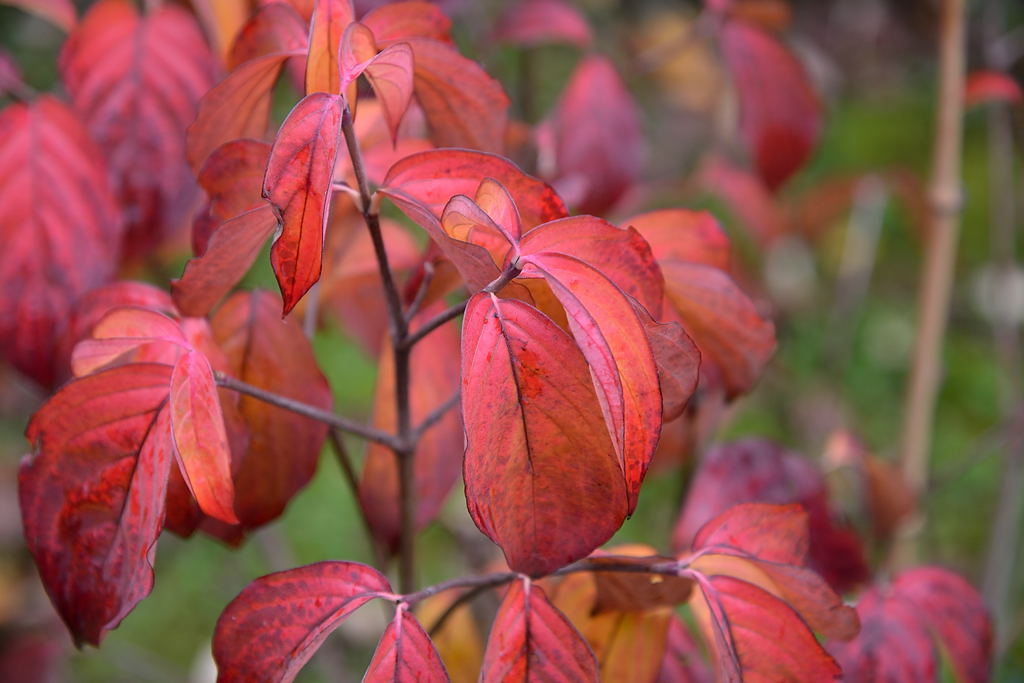cornus kousa
