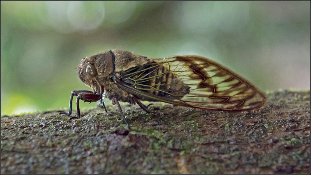 Costa Rica 0474