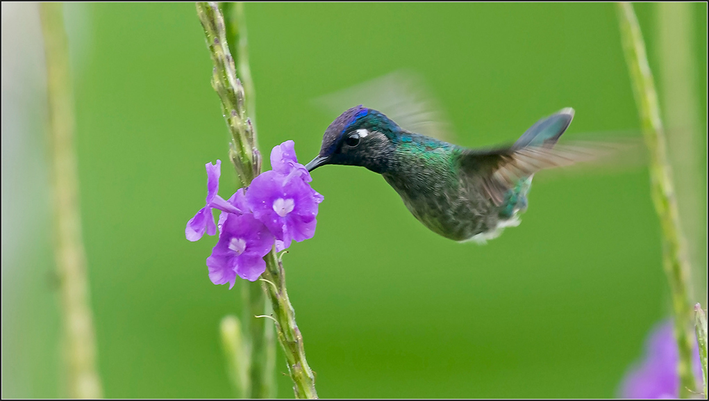 Costa Rica 0746