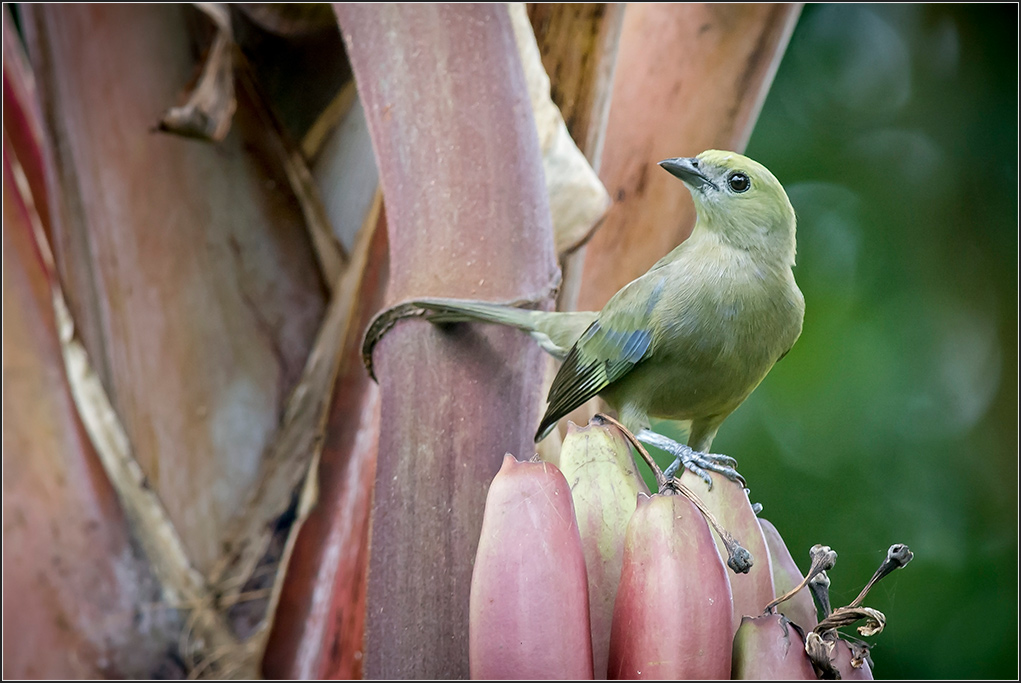 Costa Rica 2309