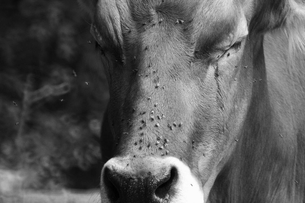 Cow and flys  DSC1599
