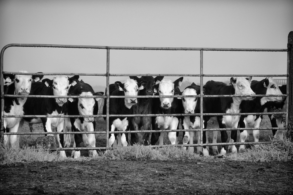 Cows bw