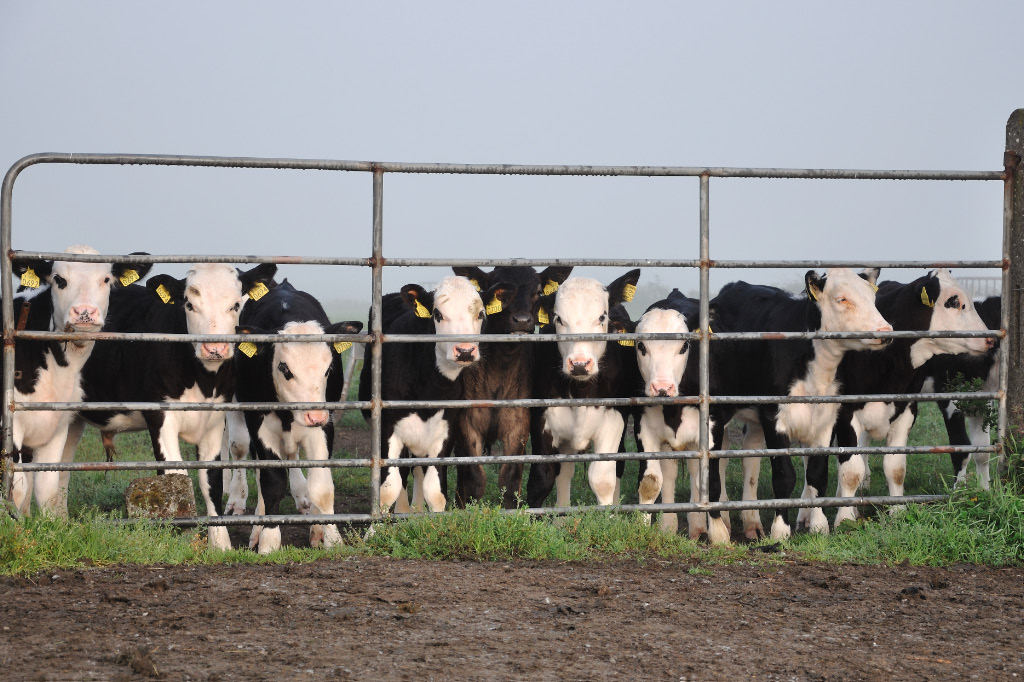 cows morming 1