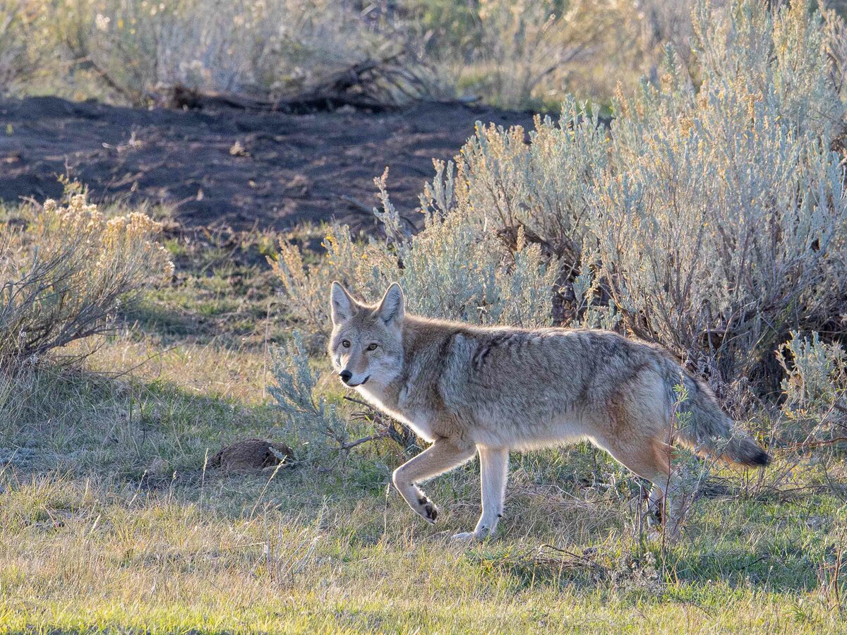 Coyote Backlight.jpg