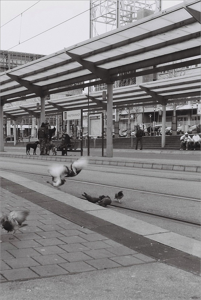 cR SB Hbf 31
