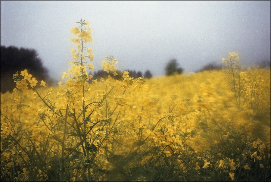 cR150505 009 1