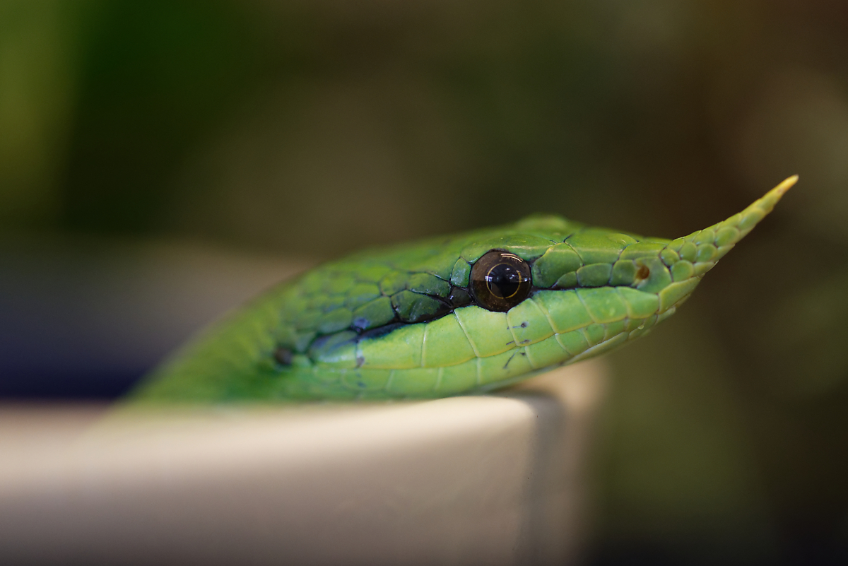 CR7 3274 0043Nikon D750 DxO DxO Spitznasennatter (rhynchophis boulengeri) Schlangenzoo Eschlikon CH