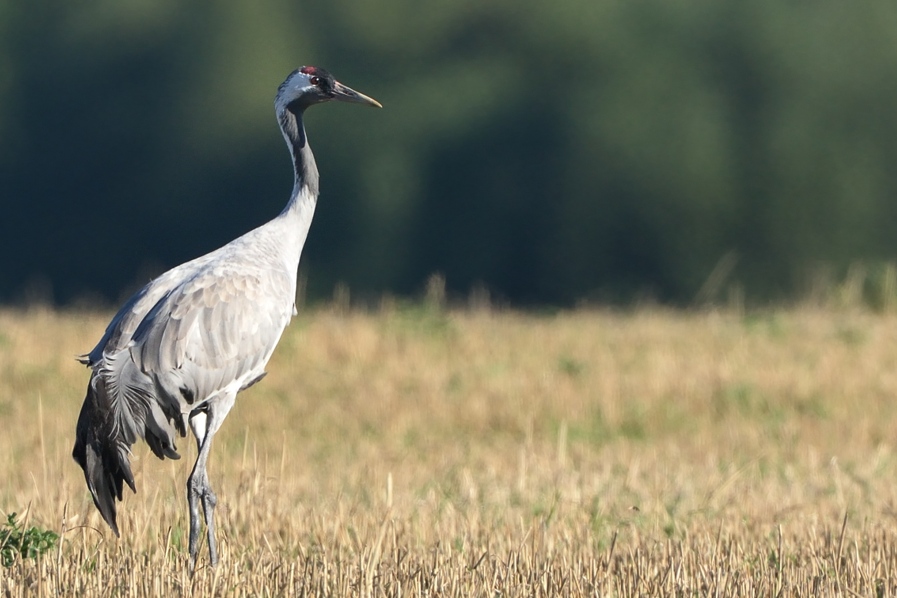 Crane GS 2015 1b